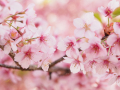 大船フラワーセンターの早咲きの桜 大寒桜の咲く風景