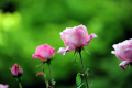一度も撮影に成功したことがないバラの花