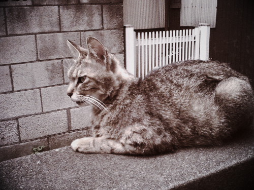 ڂ̉sǔL