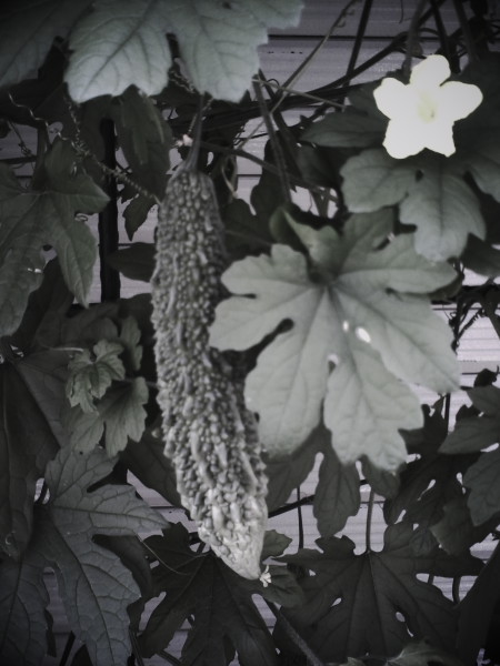 ̃S[̎ƉF