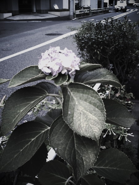 GOɍ炢ւ̃AWTC