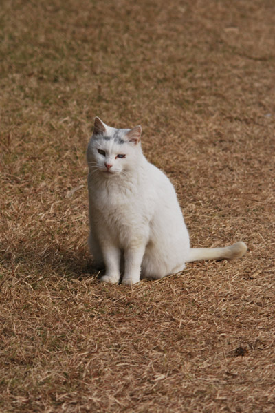 ǔL