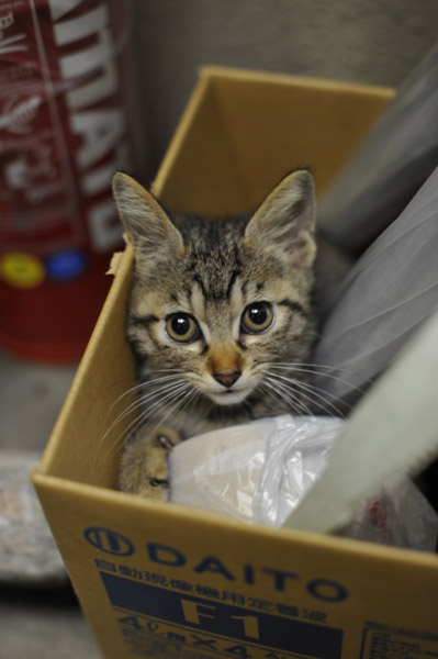 東京の野良猫の憂鬱