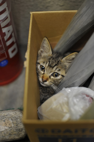 東京の野良猫の憂鬱