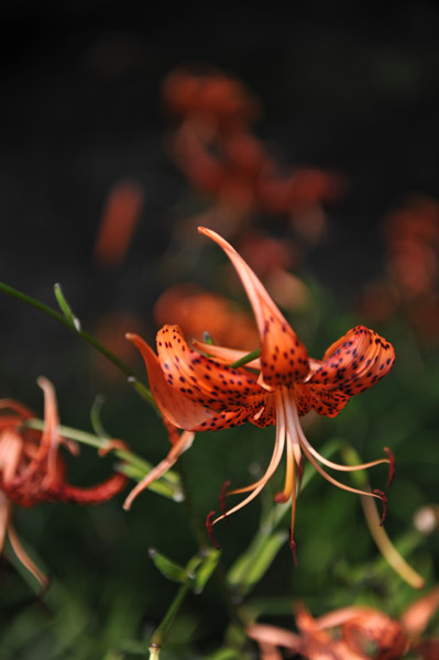 鬼百合
