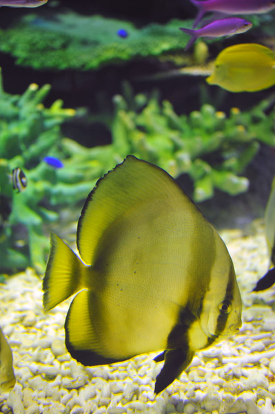 Ȃ퐅ق̋B