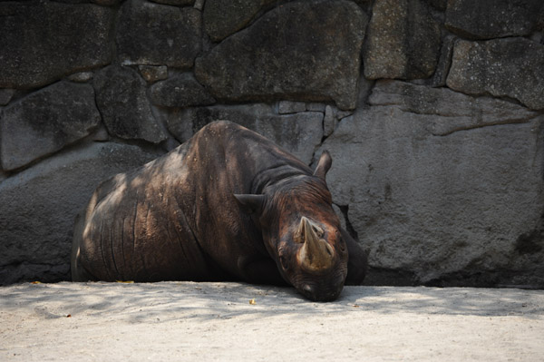 上野動物公園の日陰で涼むサイ