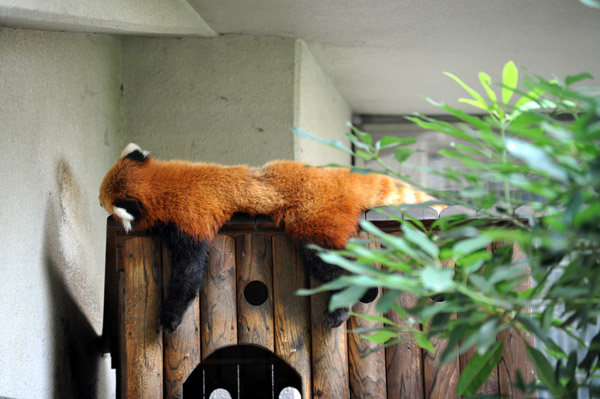 上野動物公園のレッサーパンダ