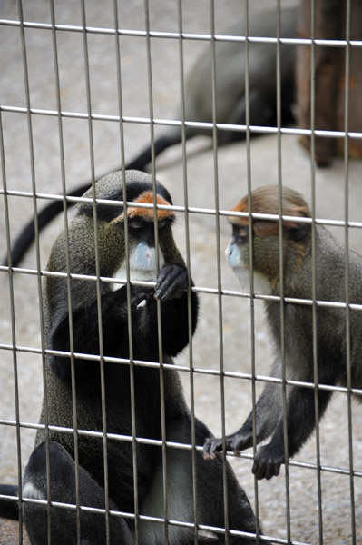 上野動物公園のブラッザグエノン