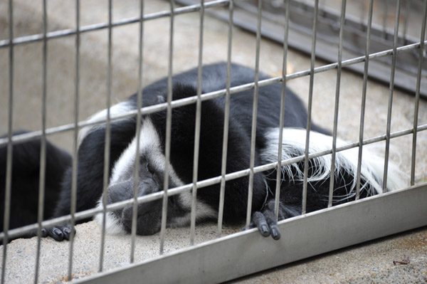 上野動物公園のアビシニアコロブス
