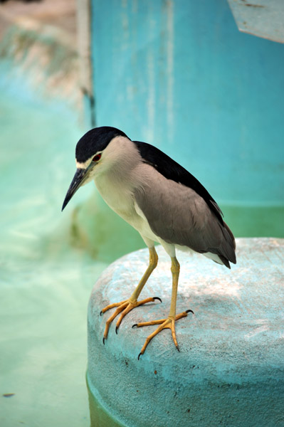 上野動物公園のペンギンのおこぼれを狙う鳥