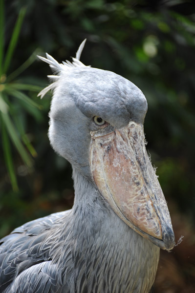上野動物公園のハシビロコウ