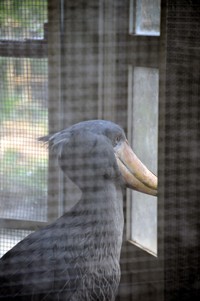 上野動物公園のハシビロコウ
