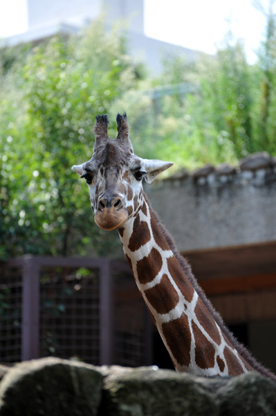 上野動物公園のキリン