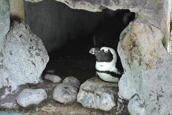 上野動物公園の隠れるペンギン