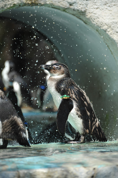 上野動物公園の水しぶきの中のペンギン