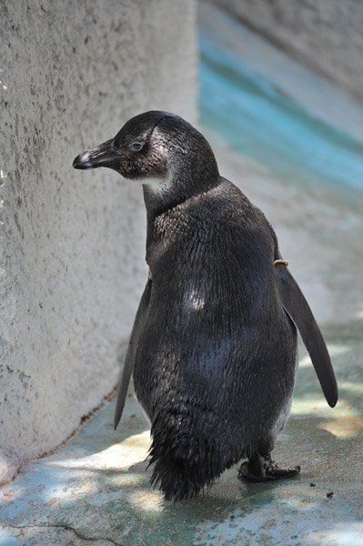上野動物公園のイケメン