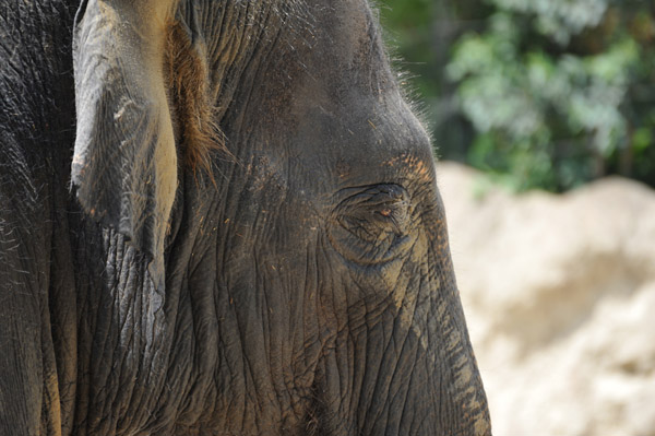 上野動物公園の象