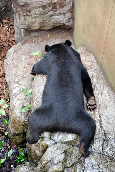 上野動物公園のツキノワグマ