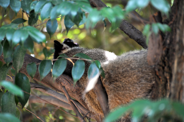 上野動物公園のハクビシン