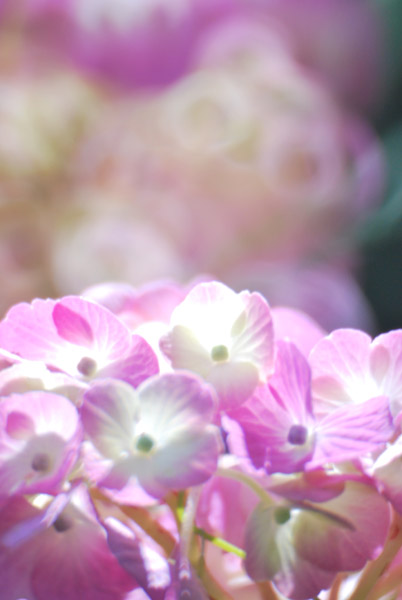 q̔򒹎R̃AWTC
