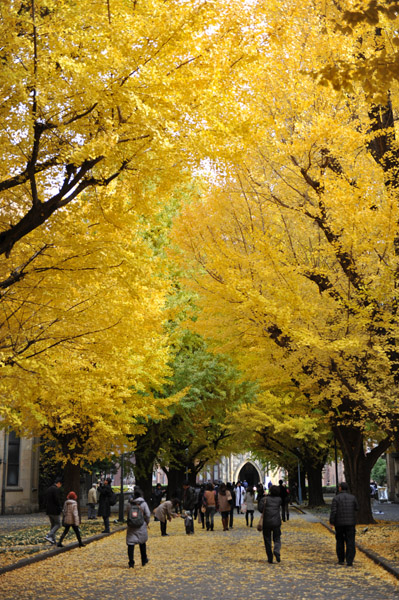 東京都内の紅葉の名所　東京大学本郷キャンパスの風景