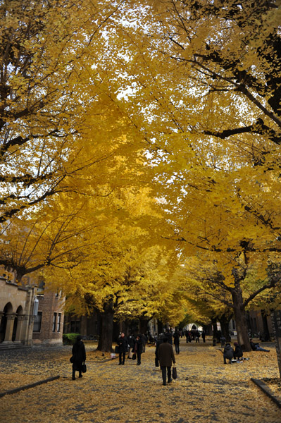 東京都内の紅葉の名所　東京大学本郷キャンパスの風景