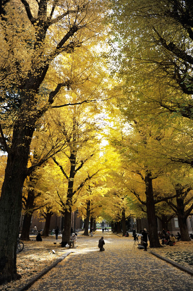 東京都内の紅葉の名所　東京大学本郷キャンパスの風景