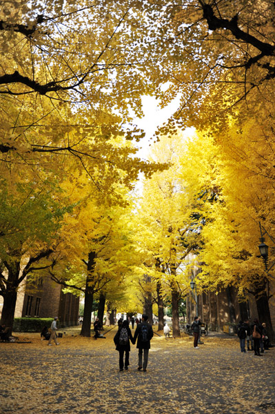 東京都内の紅葉の名所　東京大学本郷キャンパスの風景