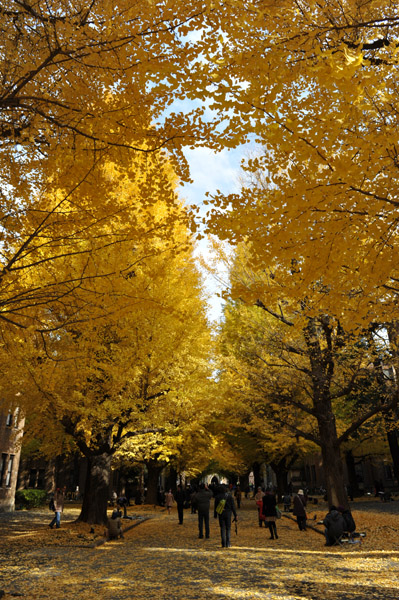 東京都内の紅葉の名所　東京大学本郷キャンパスの風景