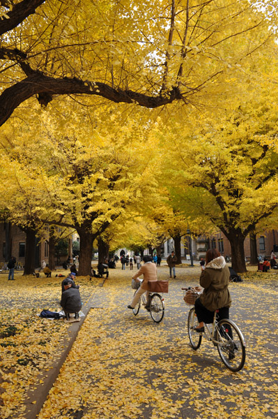 東京都内の紅葉の名所　東京大学本郷キャンパスの風景