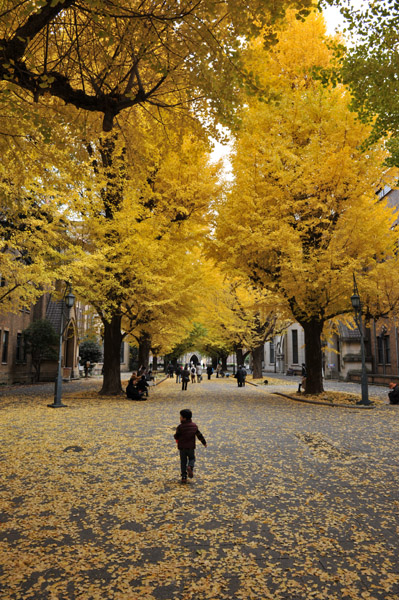 東京都内の紅葉の名所　東京大学本郷キャンパスの風景