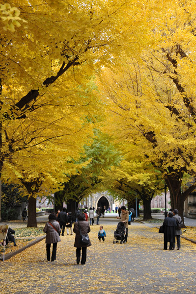 東京都内の紅葉の名所　東京大学本郷キャンパスの風景