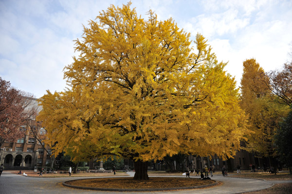 東京都内の紅葉の名所　東京大学本郷キャンパスの風景
