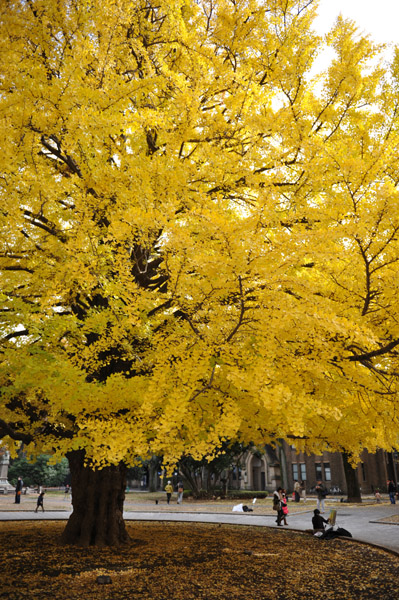 東京都内の紅葉の名所　東京大学本郷キャンパスの風景
