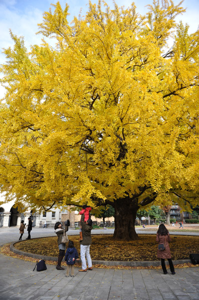 東京都内の紅葉の名所　東京大学本郷キャンパスの風景