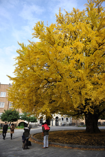 東京都内の紅葉の名所　東京大学本郷キャンパスの風景