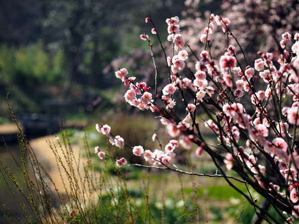 東京小石川後楽園で咲き乱れる梅の花