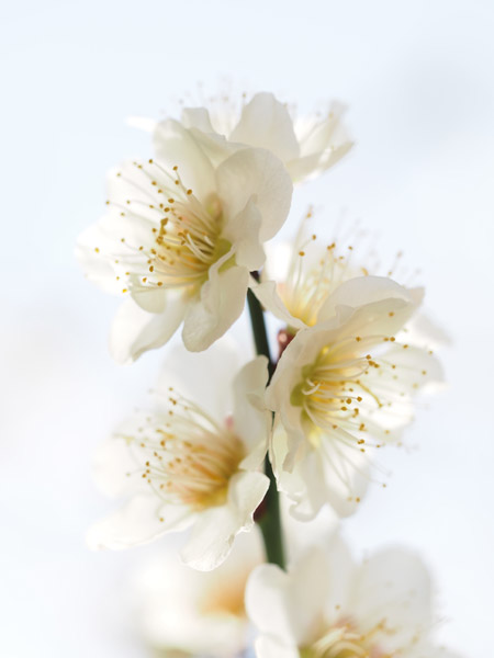 東京小石川後楽園で咲き乱れる梅の花
