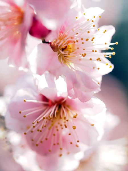 東京小石川後楽園で咲き乱れる梅の花