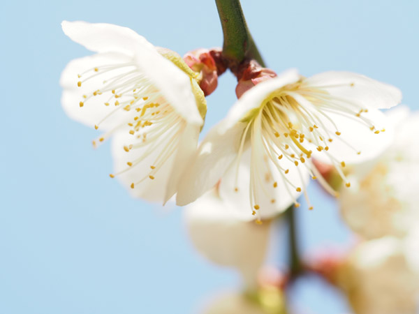 東京小石川後楽園で咲き乱れる梅の花
