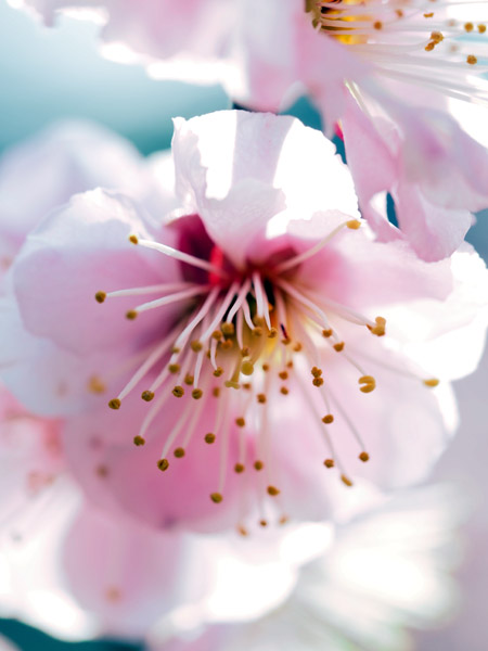 東京小石川後楽園で咲き乱れる梅の花
