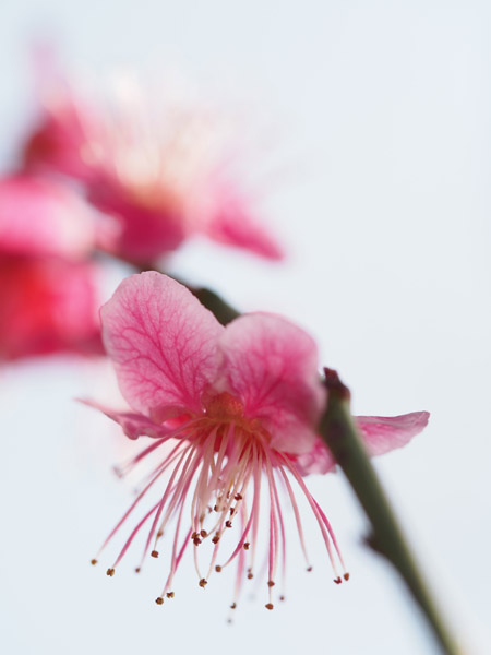 東京小石川後楽園で咲き乱れる梅の花