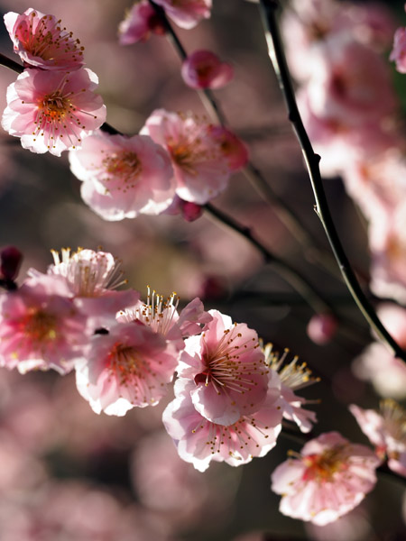 東京小石川後楽園で咲き乱れる梅の花