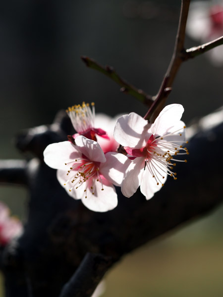 東京小石川後楽園で咲き乱れる梅の花