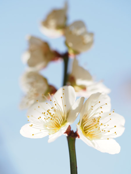 東京小石川後楽園で咲き乱れる梅の花