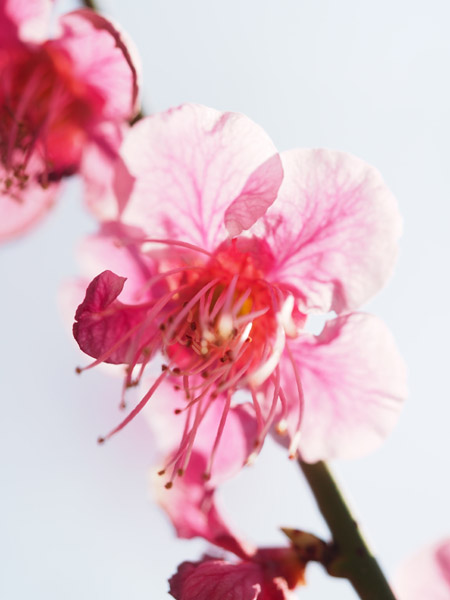 東京小石川後楽園で咲き乱れる梅の花