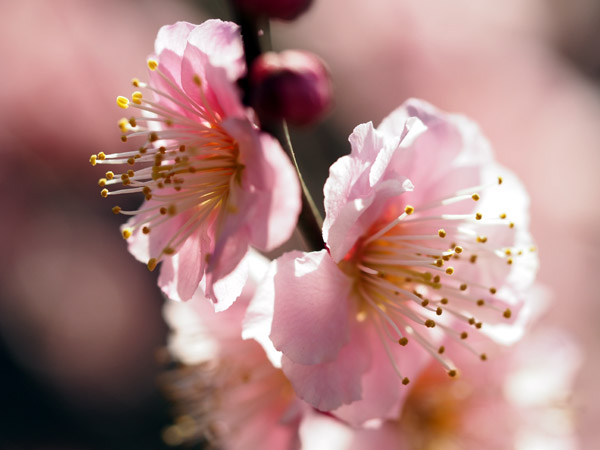 東京小石川後楽園で咲き乱れる梅の花