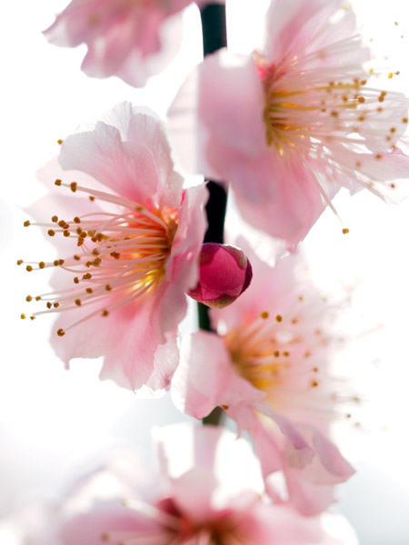 東京小石川後楽園で咲き乱れる梅の花