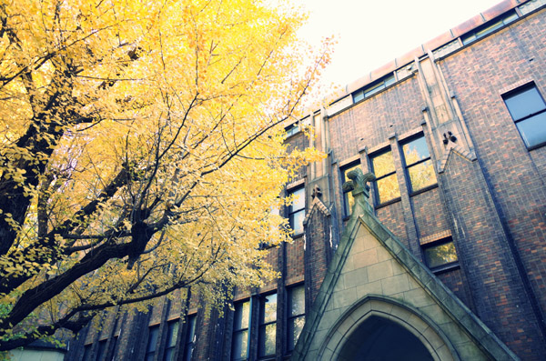 東京大学本郷キャンパスの銀杏の紅葉